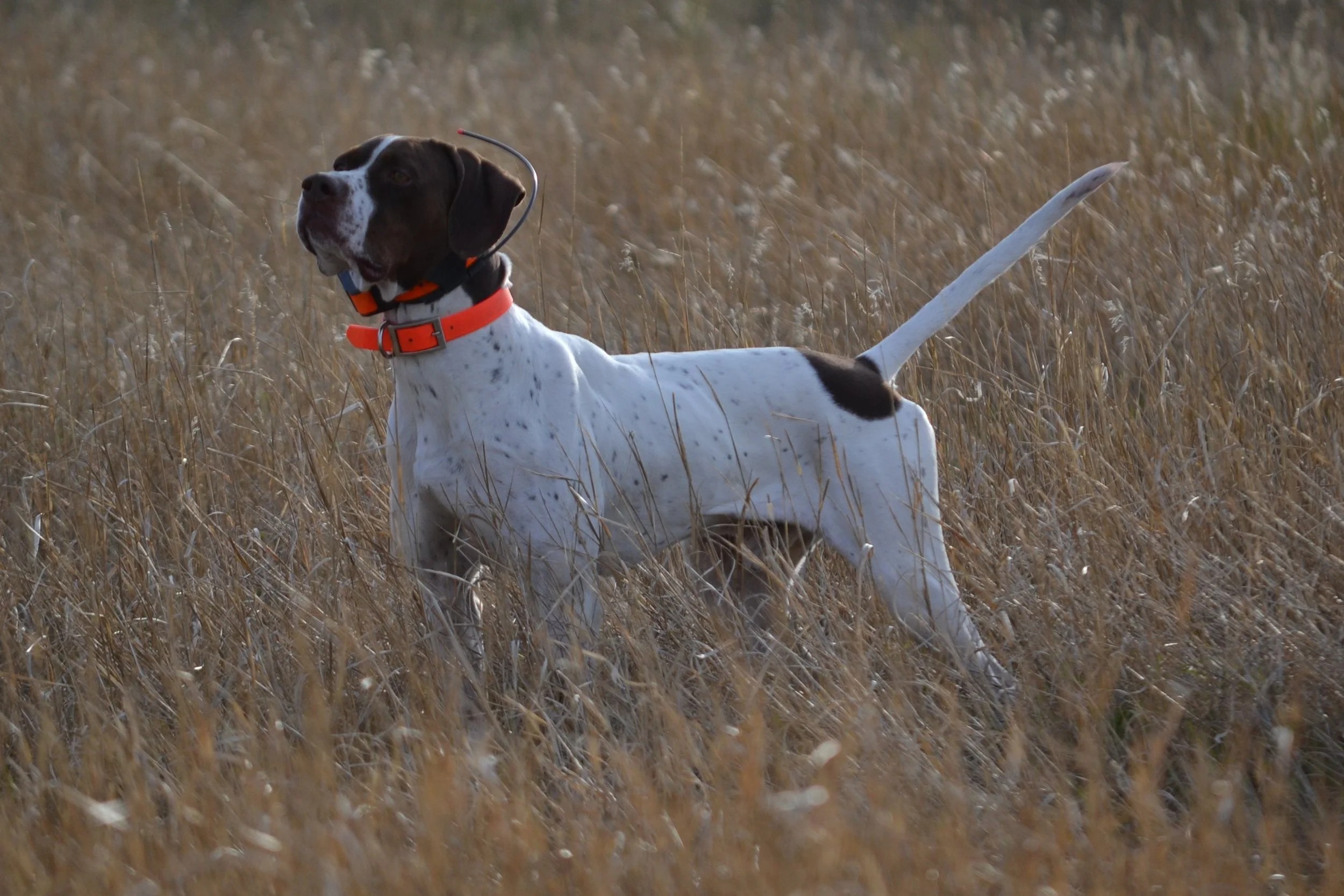 Heavy grass and buffalo berry pheasant cover