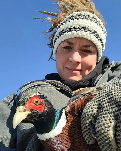 Releasing pheasants for the hunt