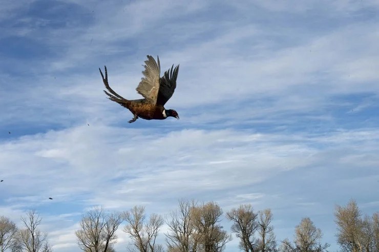 Rooster pheasant coming down
